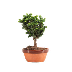 Sekka Hinoki - B5164