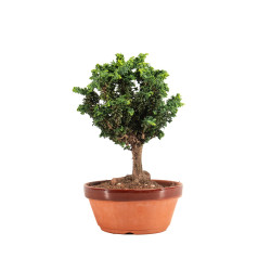 Sekka Hinoki - B5164