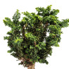 Sekka Hinoki - B5164