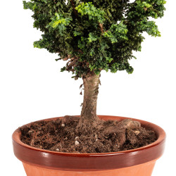 Sekka Hinoki - B5164