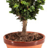 Sekka Hinoki - B5164