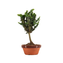 Sekka Hinoki - B5168