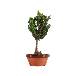 Sekka Hinoki - B5168