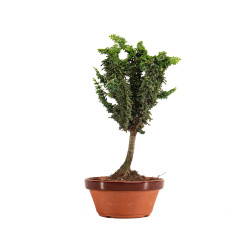 Sekka Hinoki - B5168