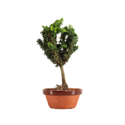 Sekka Hinoki - B5168