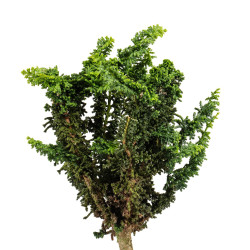 Sekka Hinoki - B5168