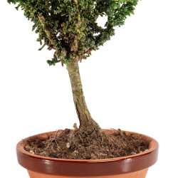 Sekka Hinoki - B5168