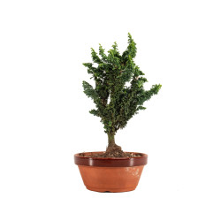 Sekka Hinoki - B5170
