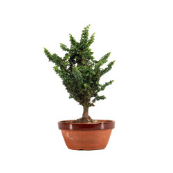 Sekka Hinoki - B5170