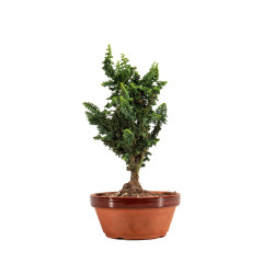 Sekka Hinoki - B5170