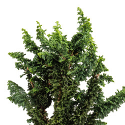 Sekka Hinoki - B5170