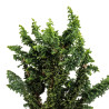 Sekka Hinoki - B5170