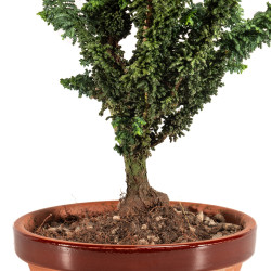 Sekka Hinoki - B5170