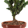 Sekka Hinoki - B5170