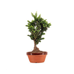 Sekka Hinoki - B5178