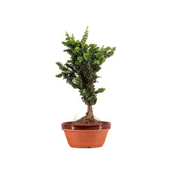 Sekka Hinoki - B5178