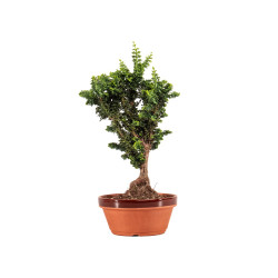 Sekka Hinoki - B5178