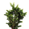 Sekka Hinoki - B5178
