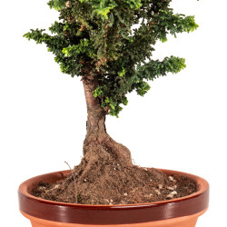 Sekka Hinoki - B5178
