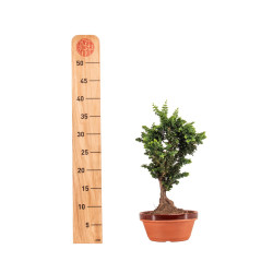 Sekka Hinoki - B5178