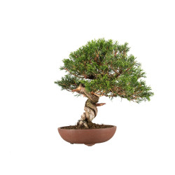 Juniperus Itoigawa - B5194