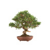 Juniperus Itoigawa - B5194