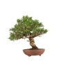 Juniperus Itoigawa - B5194