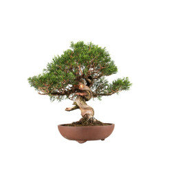 Juniperus Itoigawa - B5194