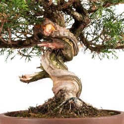 Juniperus Itoigawa - B5194