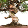 Juniperus Itoigawa - B5194