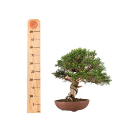 Juniperus Itoigawa - B5194