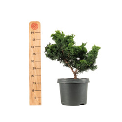 Chamaecyparis Hinoki - B5199