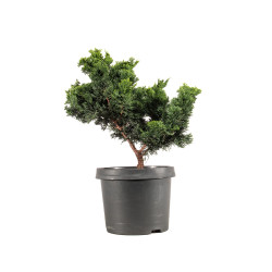 Chamaecyparis Hinoki - B5199