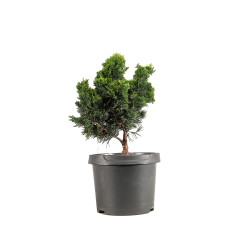 Chamaecyparis Hinoki - B5199