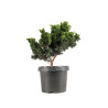 Chamaecyparis Hinoki - B5199