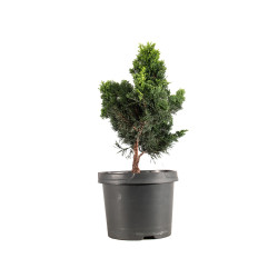 Chamaecyparis Hinoki - B5199