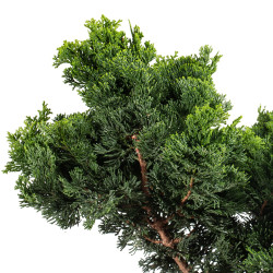 Chamaecyparis Hinoki - B5199