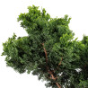 Chamaecyparis Hinoki - B5199