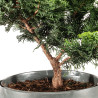 Chamaecyparis Hinoki - B5199