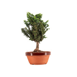 Sekka Hinoki - B5201