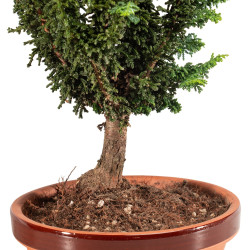 Sekka Hinoki - B5201