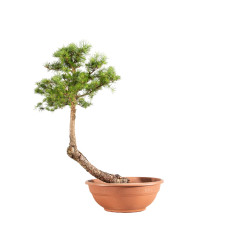 Larix decidua - B5212