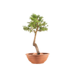 Larix decidua - B5212