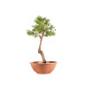 Larix decidua - B5212