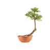 Larix decidua - B5212