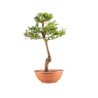 Larix decidua - B5212
