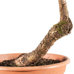 Larix decidua - B5212