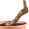 Larix decidua - B5212