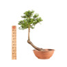 Larix decidua - B5212