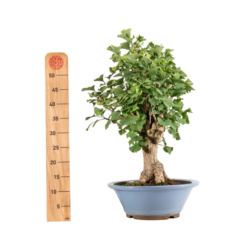 Ginkgo biloba - B5217
